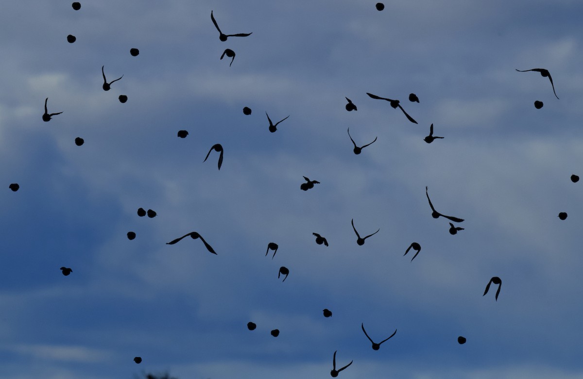 Red-winged Blackbird - ML617169380