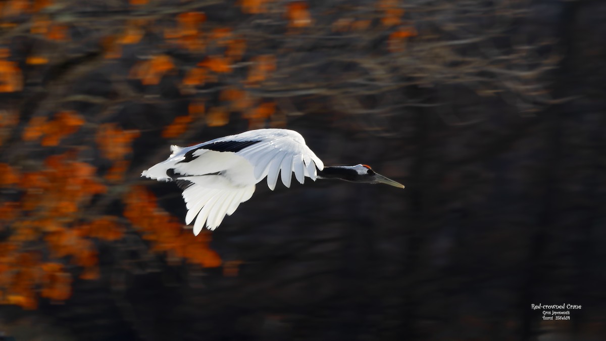 Red-crowned Crane - Kenneth Cheong