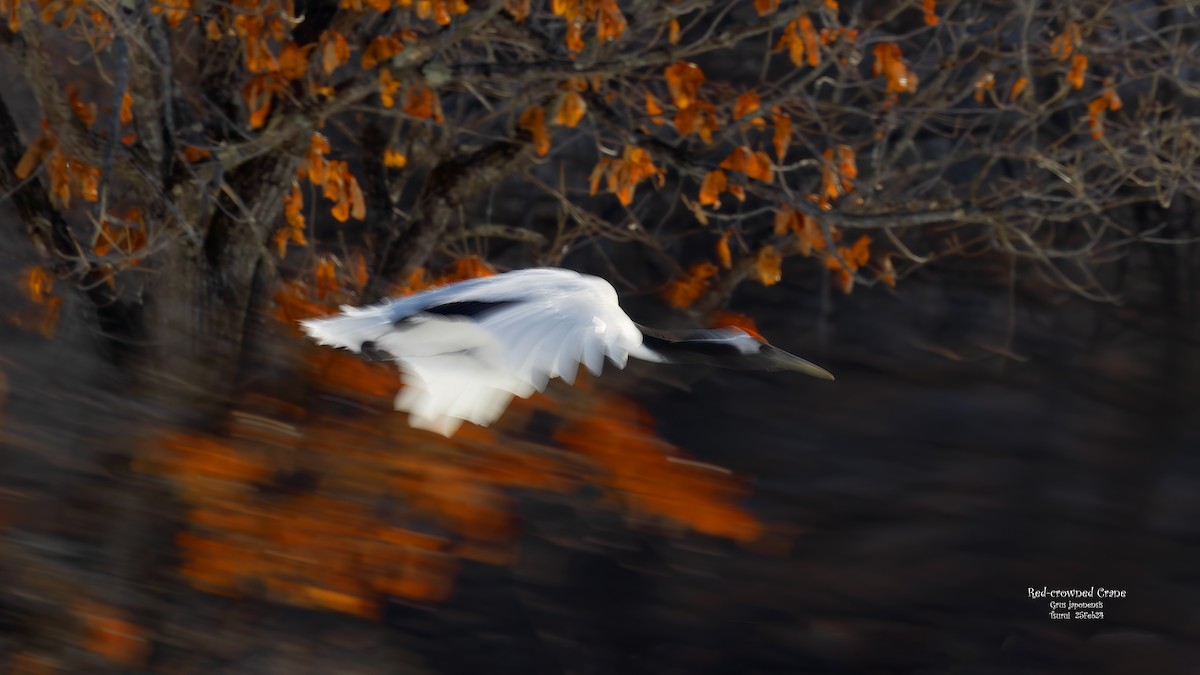 Red-crowned Crane - Kenneth Cheong