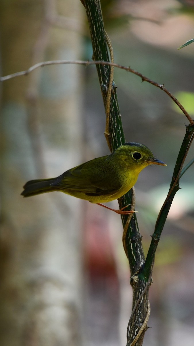 Alström's Warbler - Orathai Naumphan