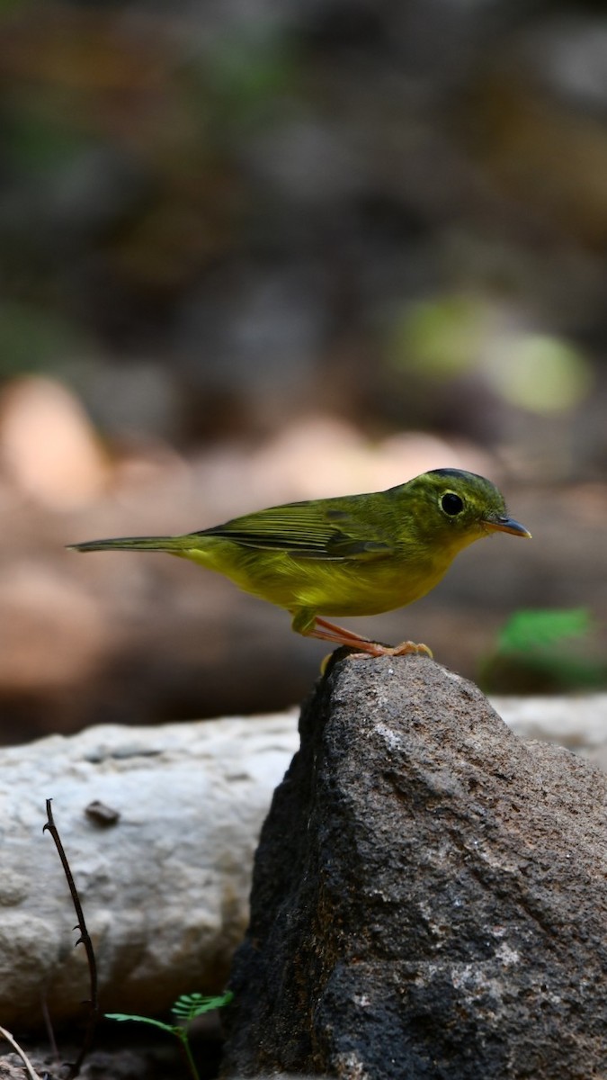 Alström's Warbler - ML617169414