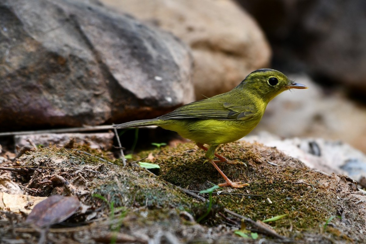 Alström's Warbler - ML617169415