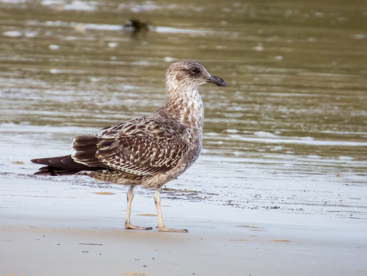 Kelp Gull - ML617169417