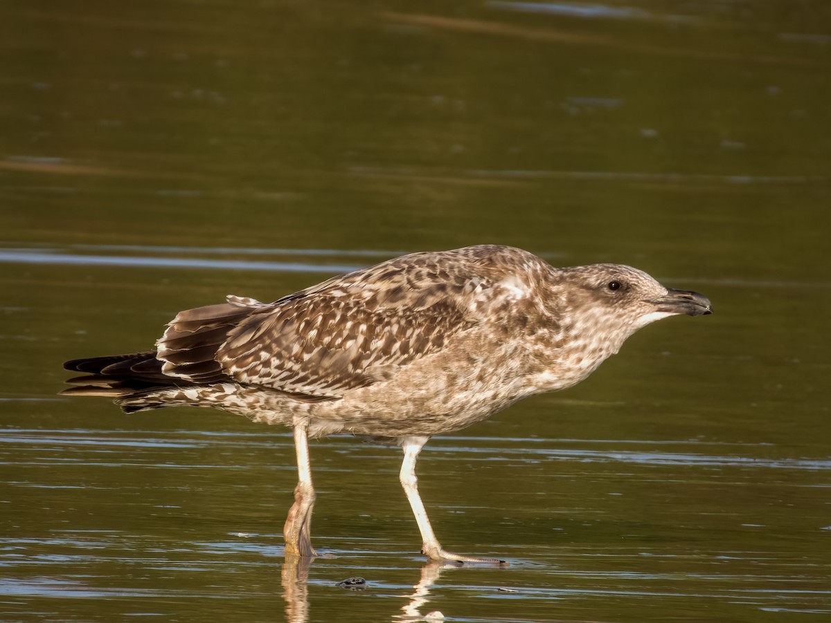 Kelp Gull - ML617169421