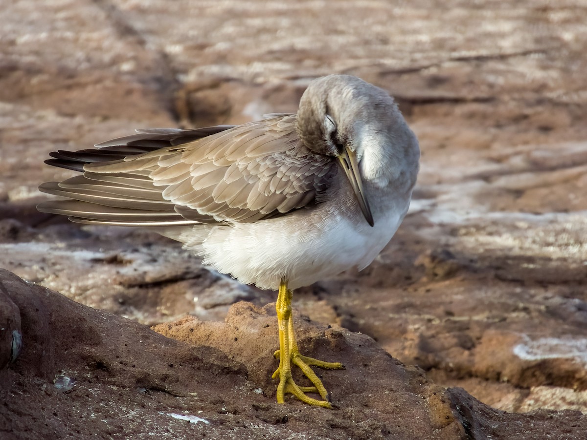 Gray-tailed Tattler - ML617169429