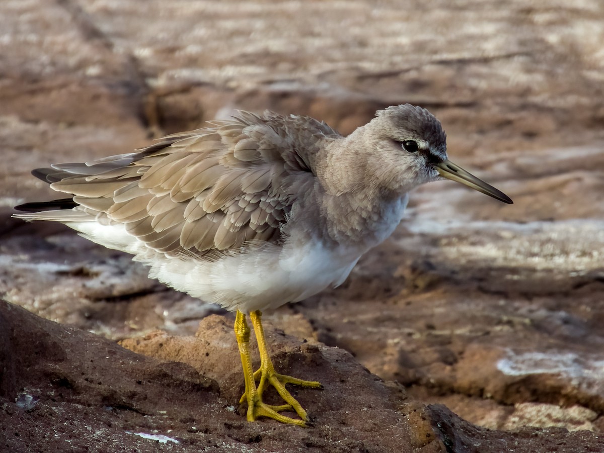 Gray-tailed Tattler - ML617169436