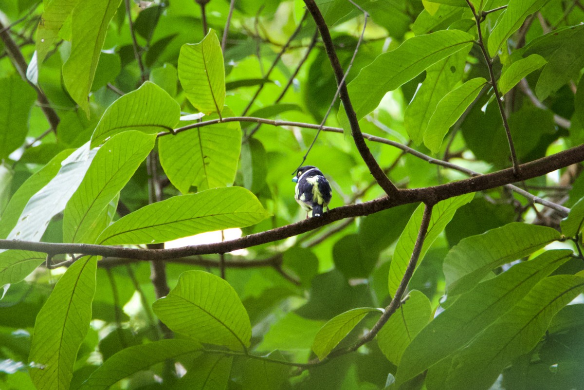 Black-and-yellow Broadbill - ML617169437