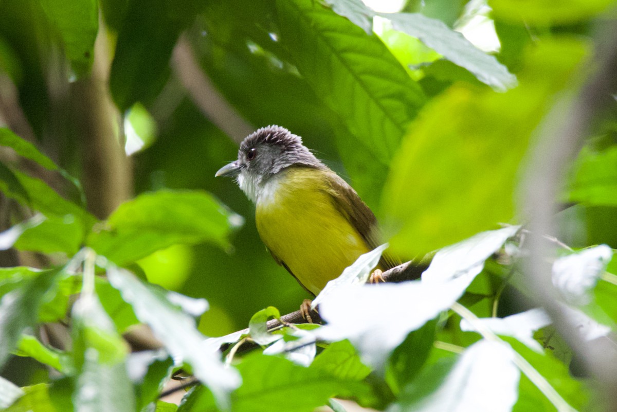 Yellow-bellied Bulbul - ML617169439