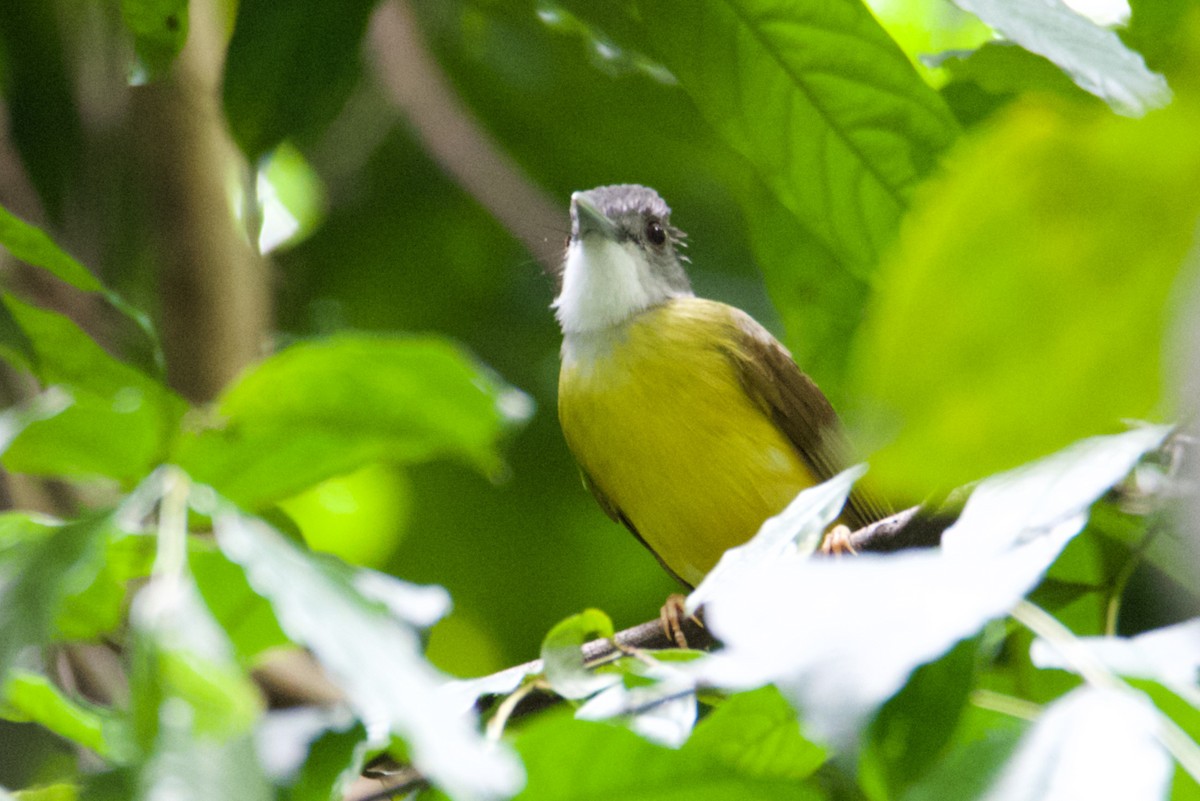 Yellow-bellied Bulbul - ML617169440