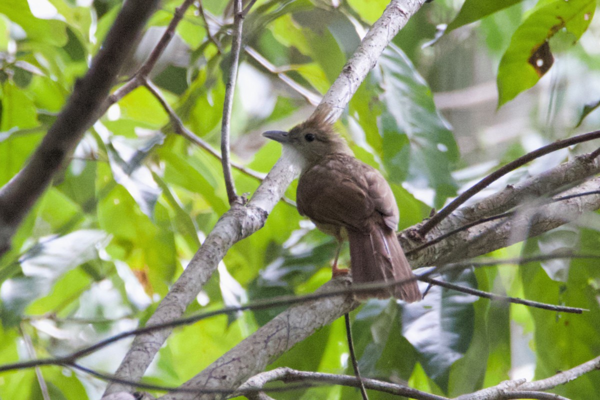 Bulbul Ocráceo - ML617169443