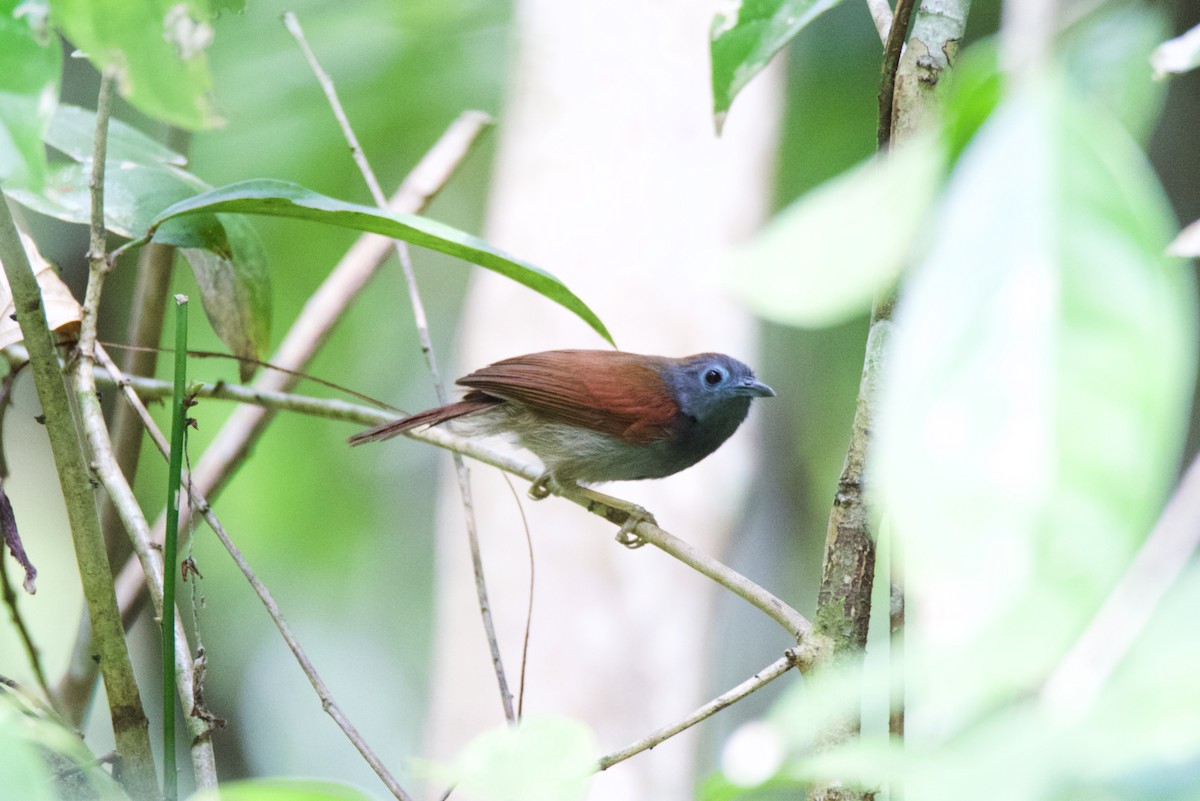 Chestnut-winged Babbler - ML617169449