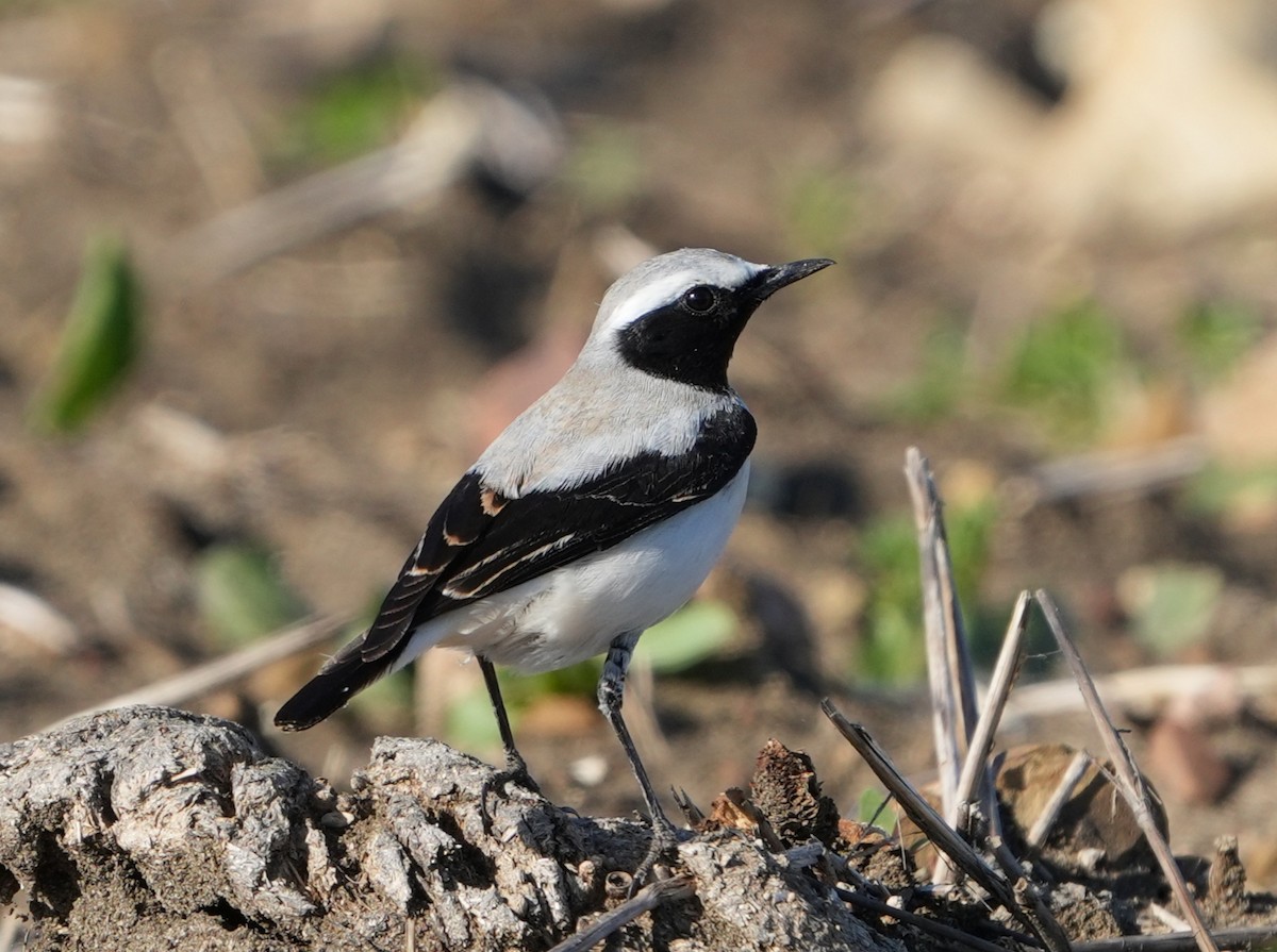 Atlas Wheatear - ML617169492
