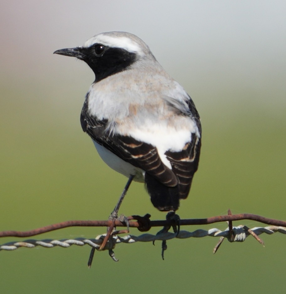 Atlas Wheatear - ML617169493