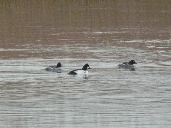 Common Goldeneye - ML617169501