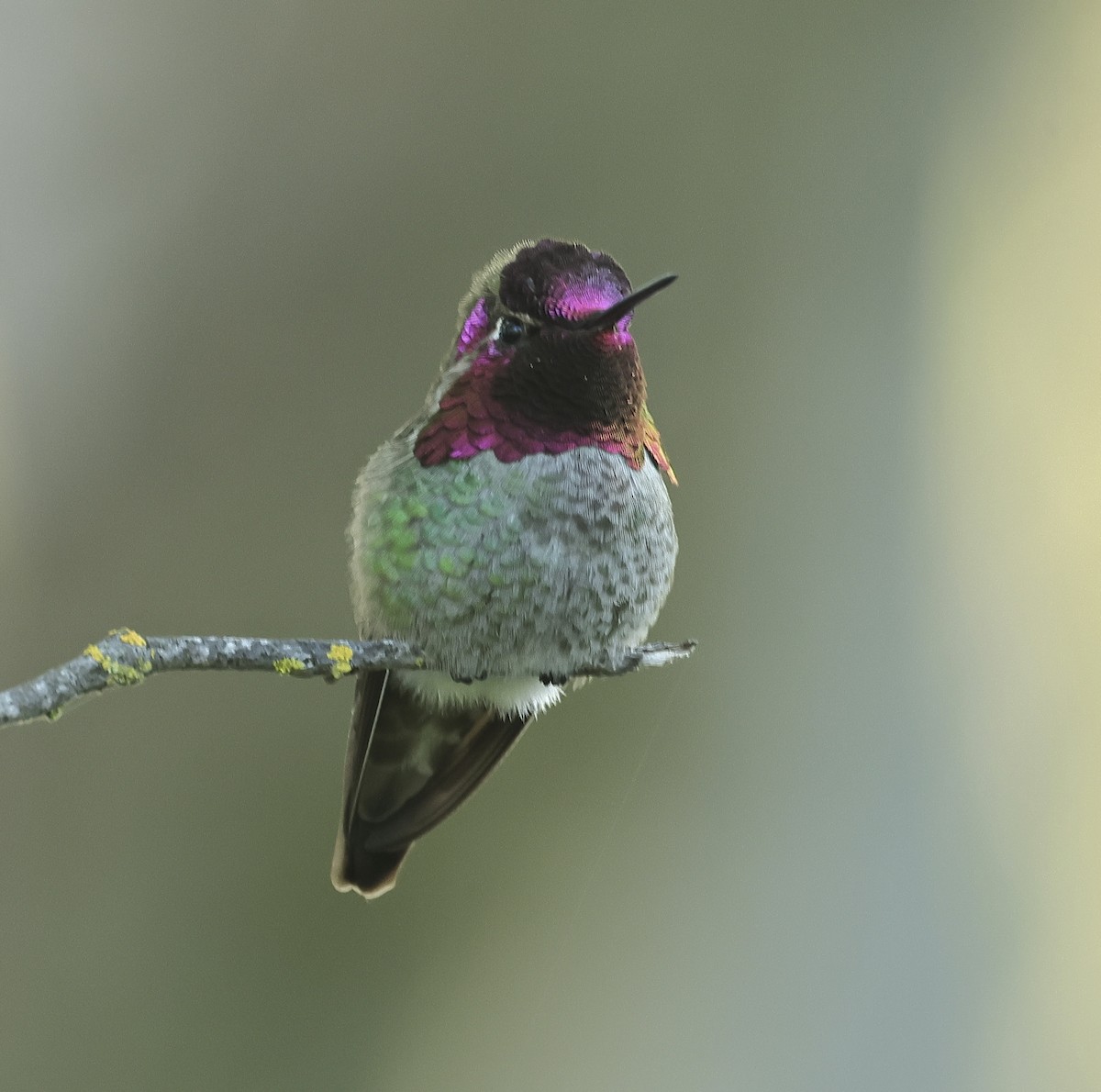 Anna's Hummingbird - ML617169560