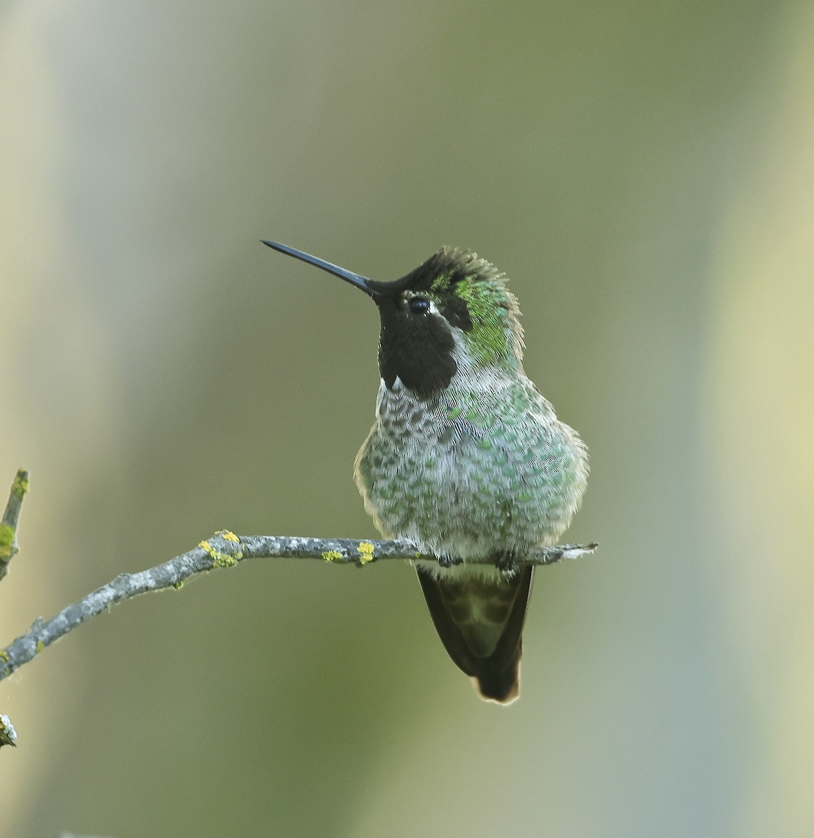 Anna's Hummingbird - ML617169564