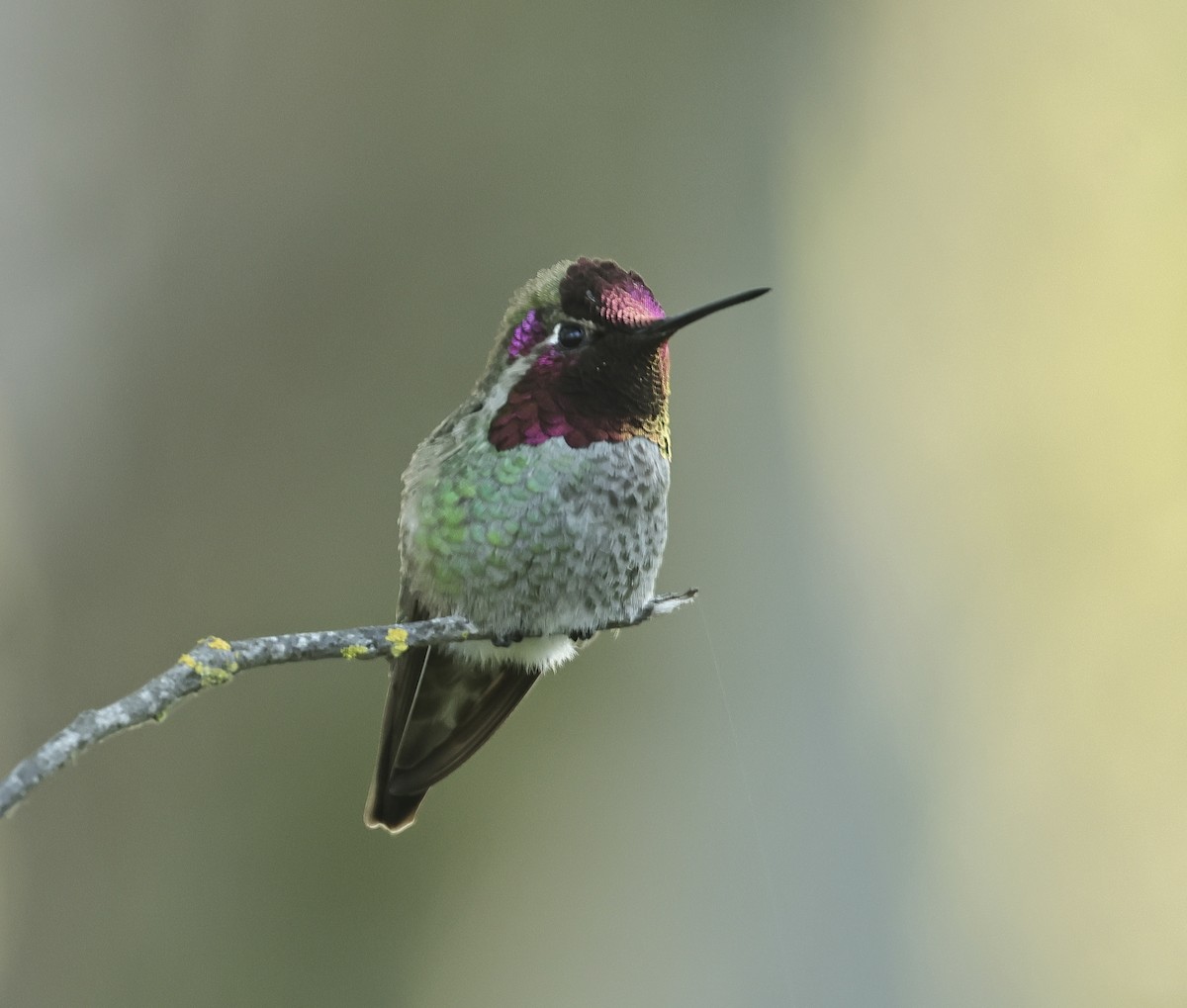 Anna's Hummingbird - ML617169570