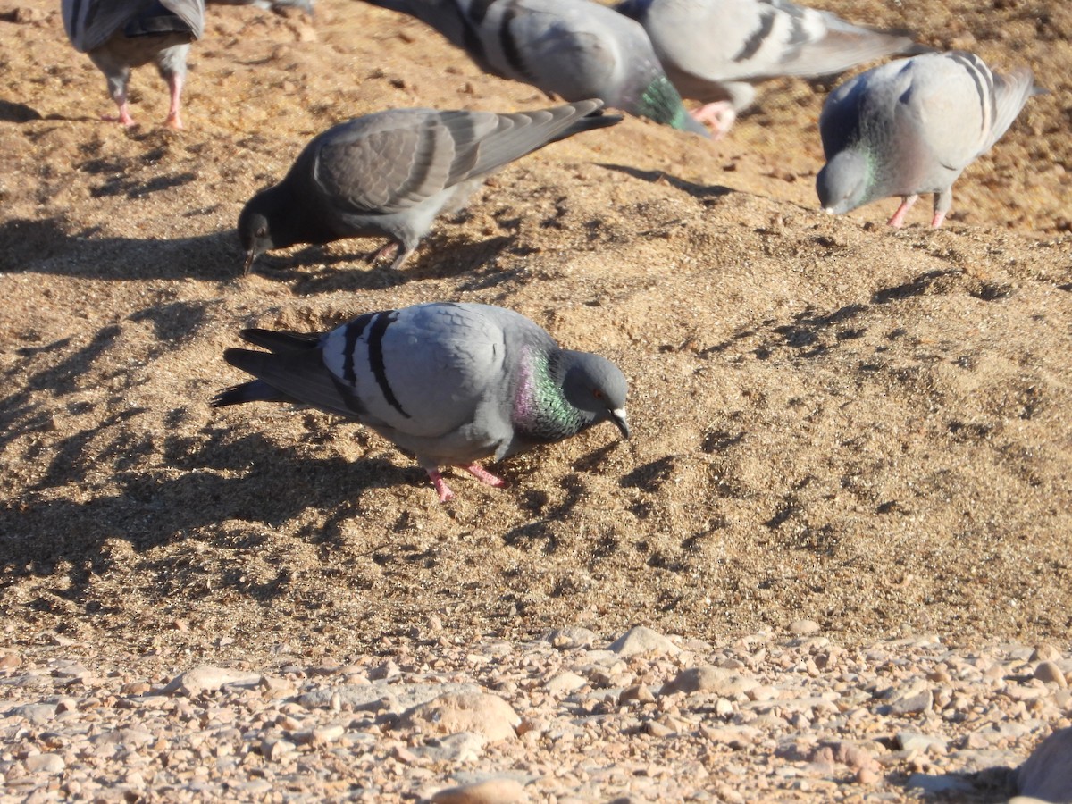 Rock Pigeon (Wild type) - Thibault Dieuleveut