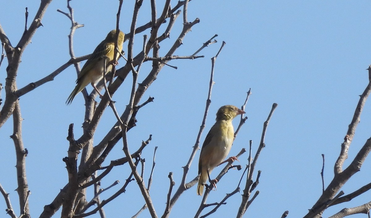 Southern Masked-Weaver - ML617169606