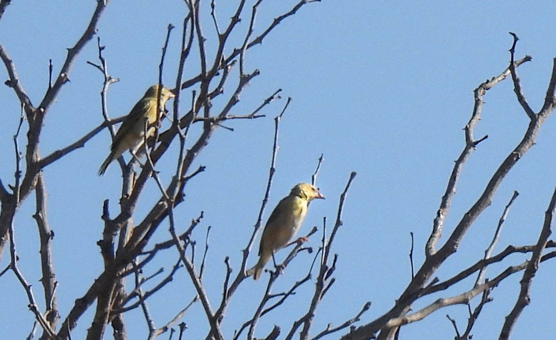 Southern Masked-Weaver - ML617169620