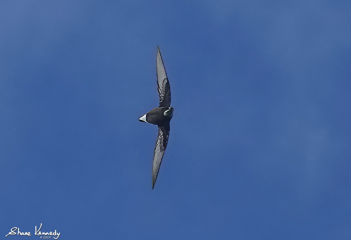 White-throated Needletail - ML617169666