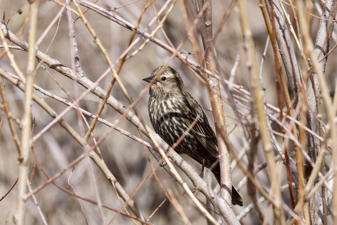 Red-winged Blackbird - ML617169674