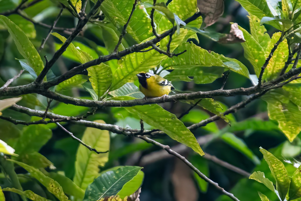 Clicking Shrike-Babbler - Dominic More O’Ferrall