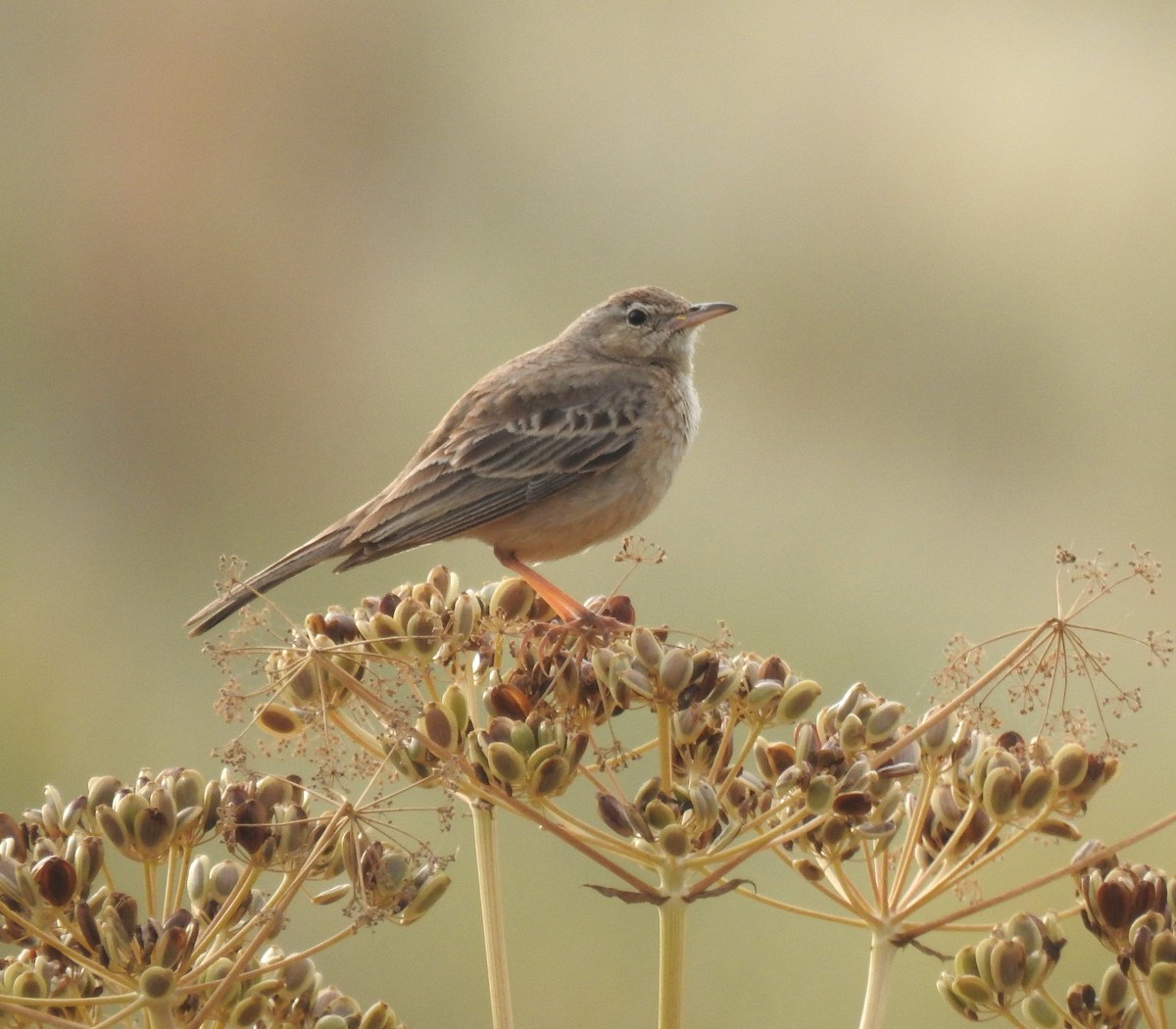 Long-billed Pipit (Middle Eastern) - ML617169742