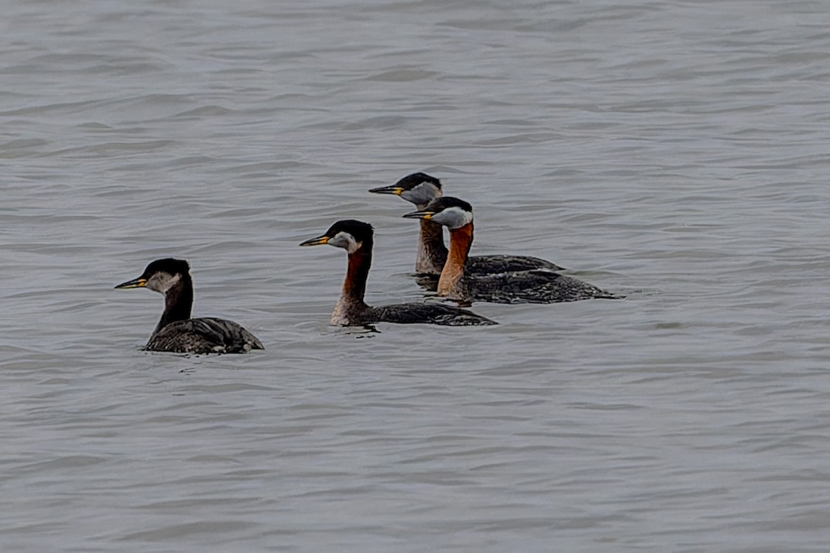 Red-necked Grebe - ML617169759