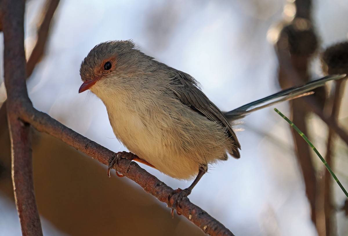 Splendid Fairywren - Tony Richards