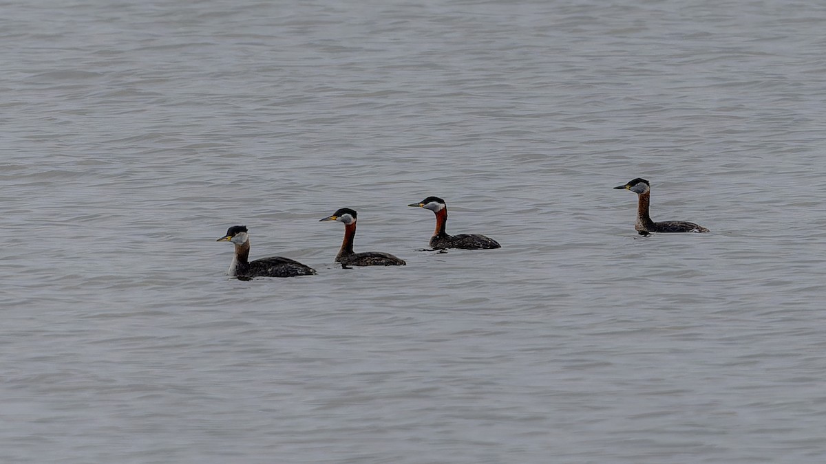 Red-necked Grebe - ML617169769