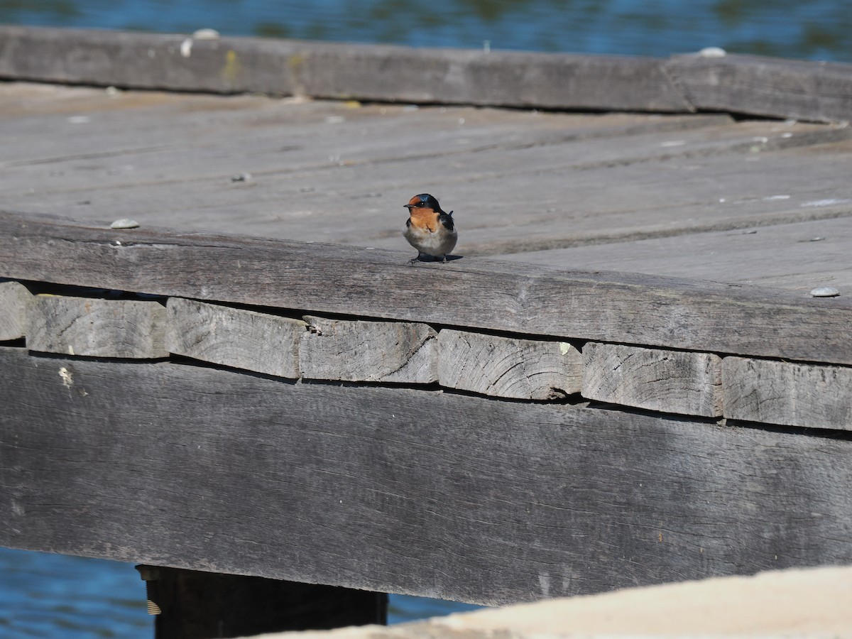 Welcome Swallow - Tony Richards