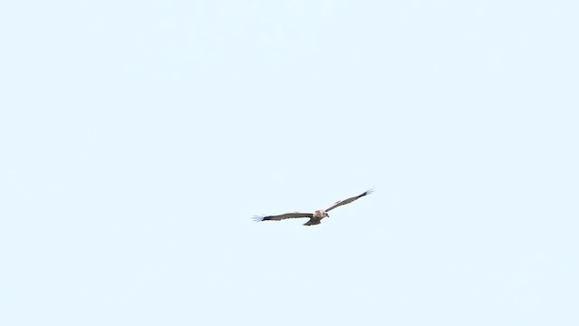 Western Marsh Harrier - ML617169786