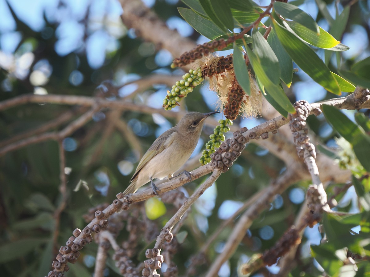 Brown Honeyeater - ML617169787