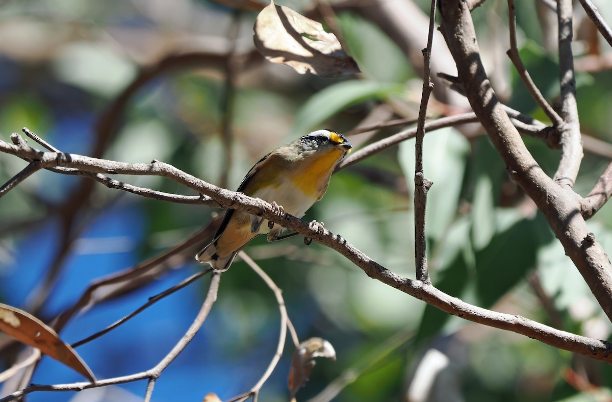 Striated Pardalote - ML617169788