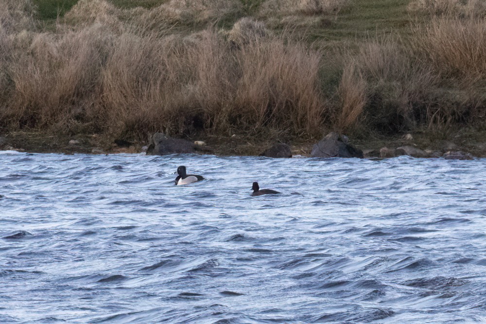 Ring-necked Duck - ML617169821