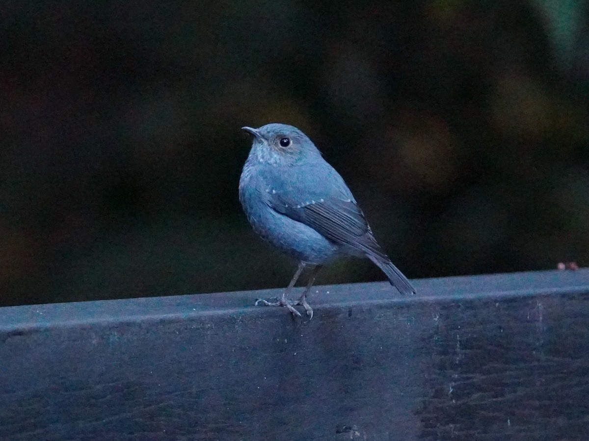 Plumbeous Redstart - Donnie Tsui