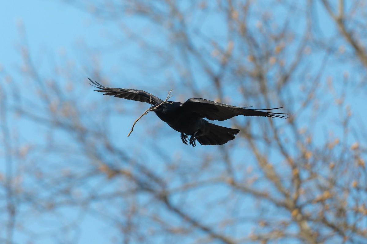 Fish Crow - ML617169832