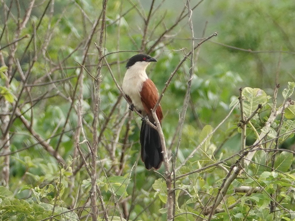 Blue-headed Coucal - ML617169837