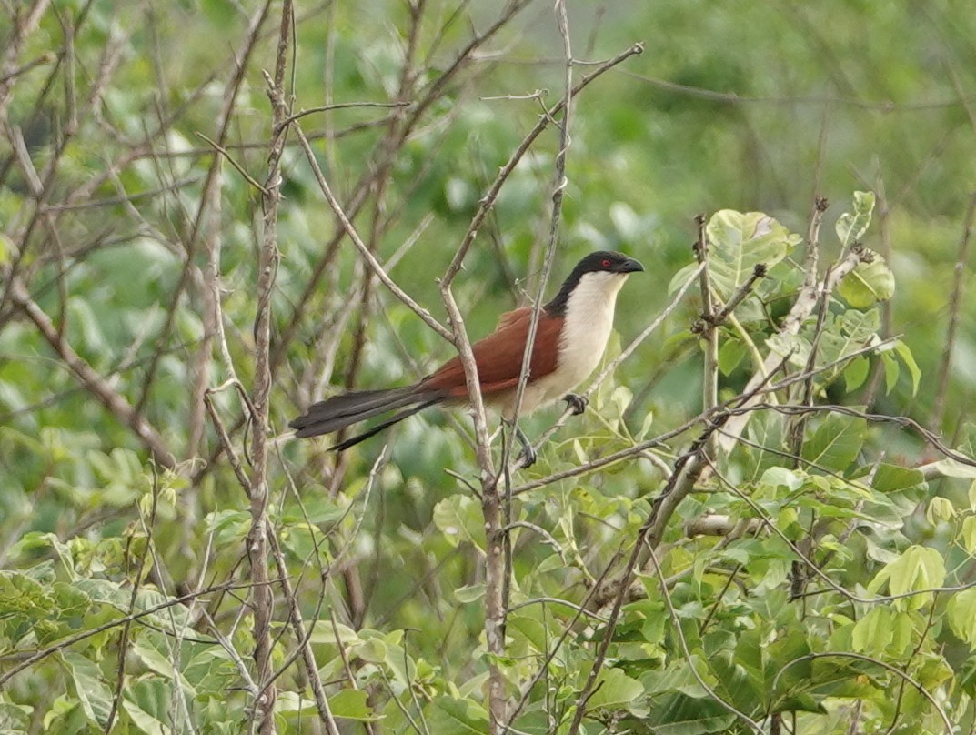 Blue-headed Coucal - ML617169839