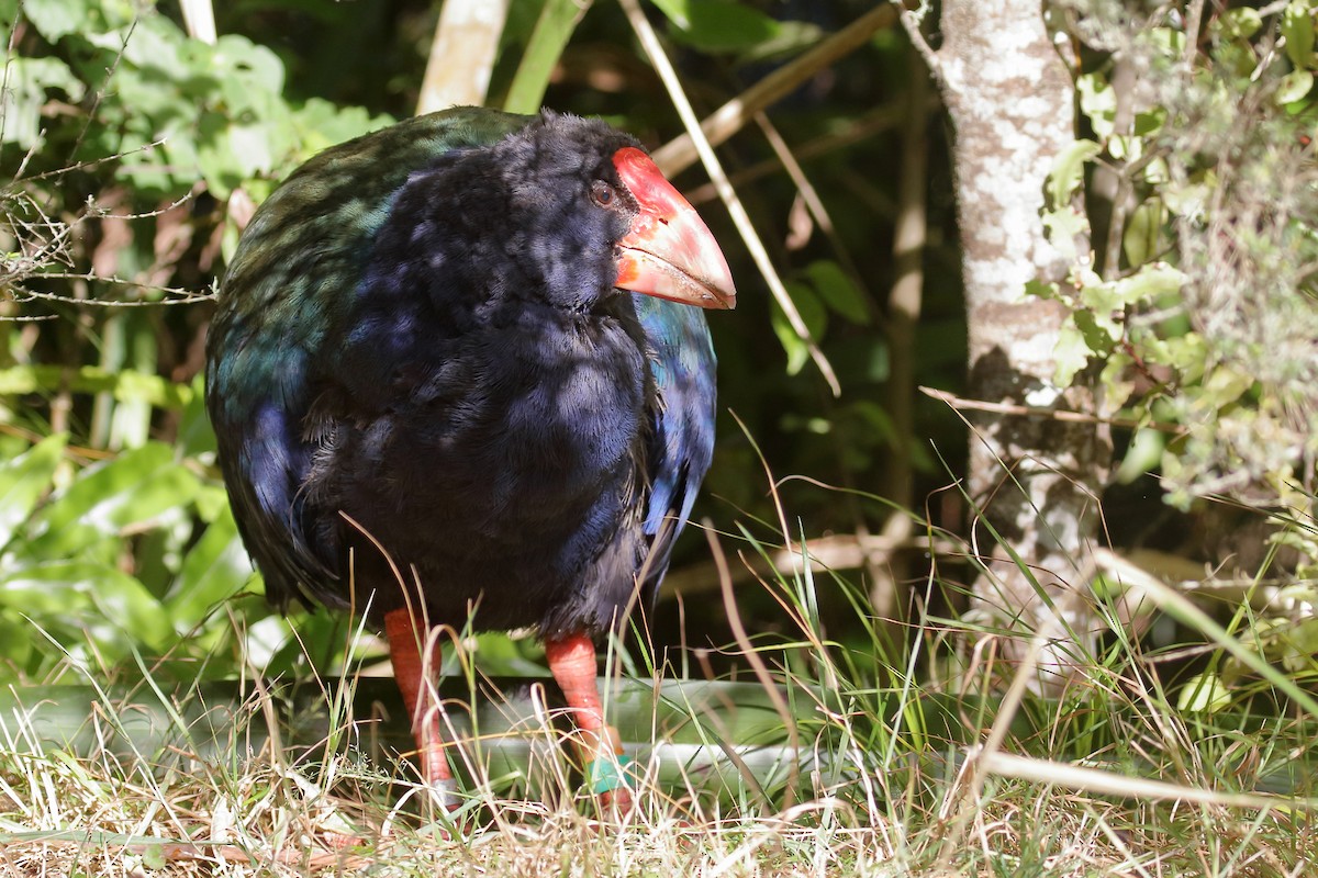 South Island Takahe - ML617169887