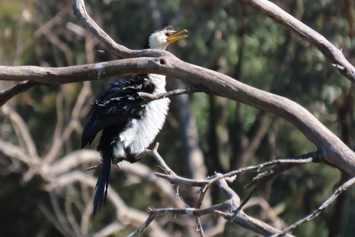 Little Pied Cormorant - Deb & Rod R