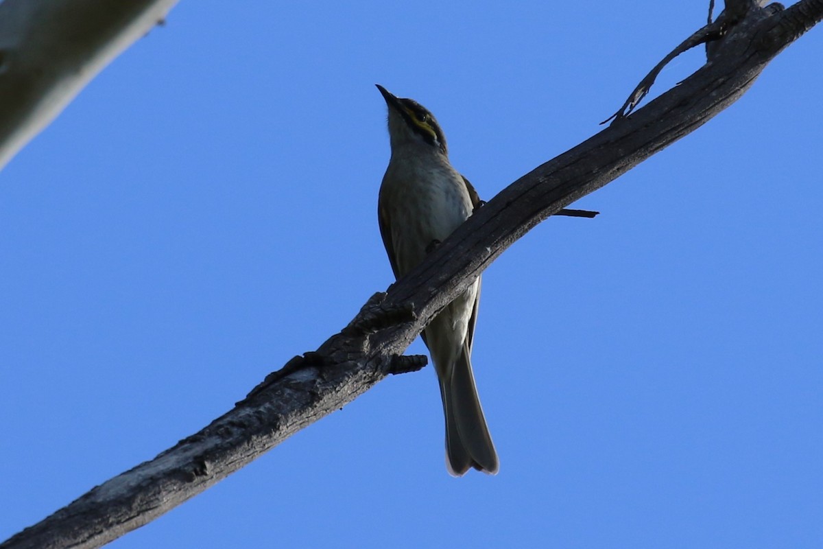 Yellow-faced Honeyeater - ML617169901