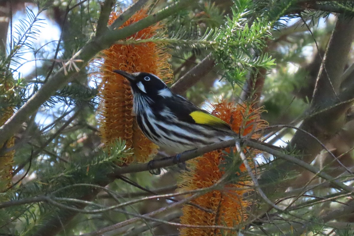 New Holland Honeyeater - ML617169905