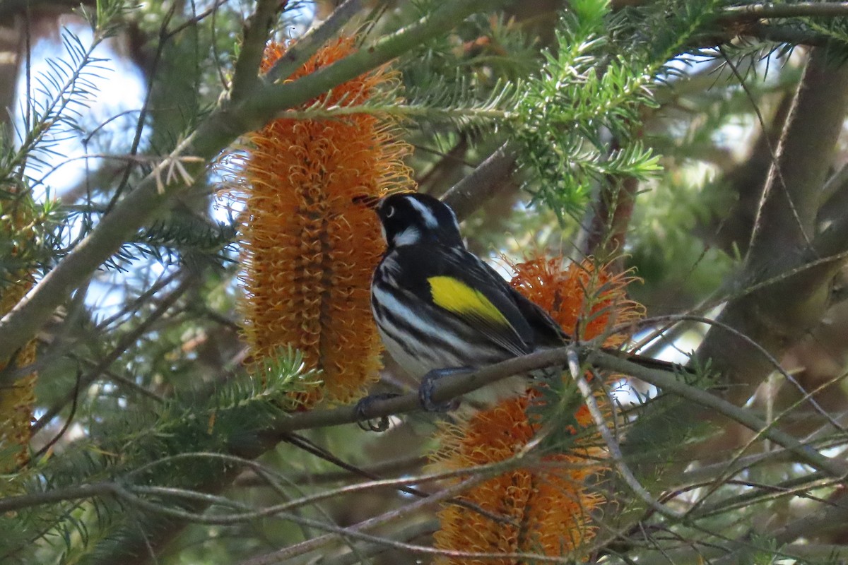 New Holland Honeyeater - ML617169906