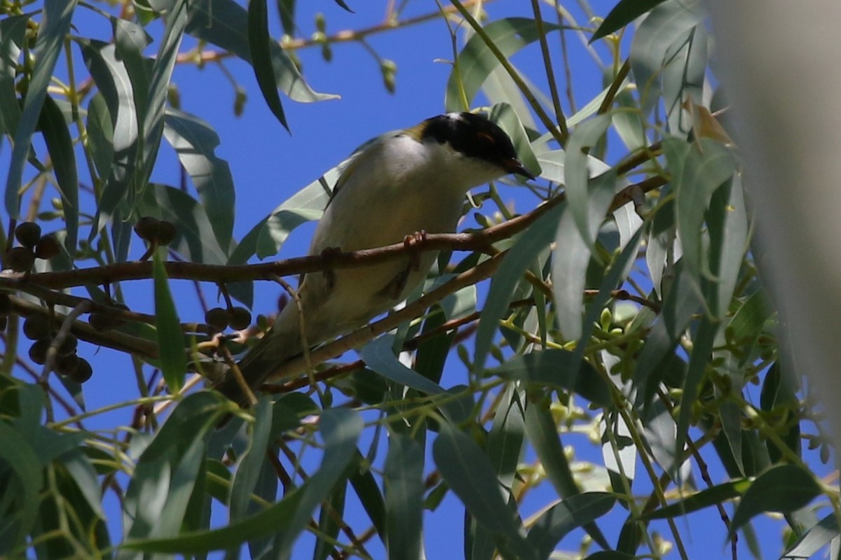 White-naped Honeyeater - ML617169909