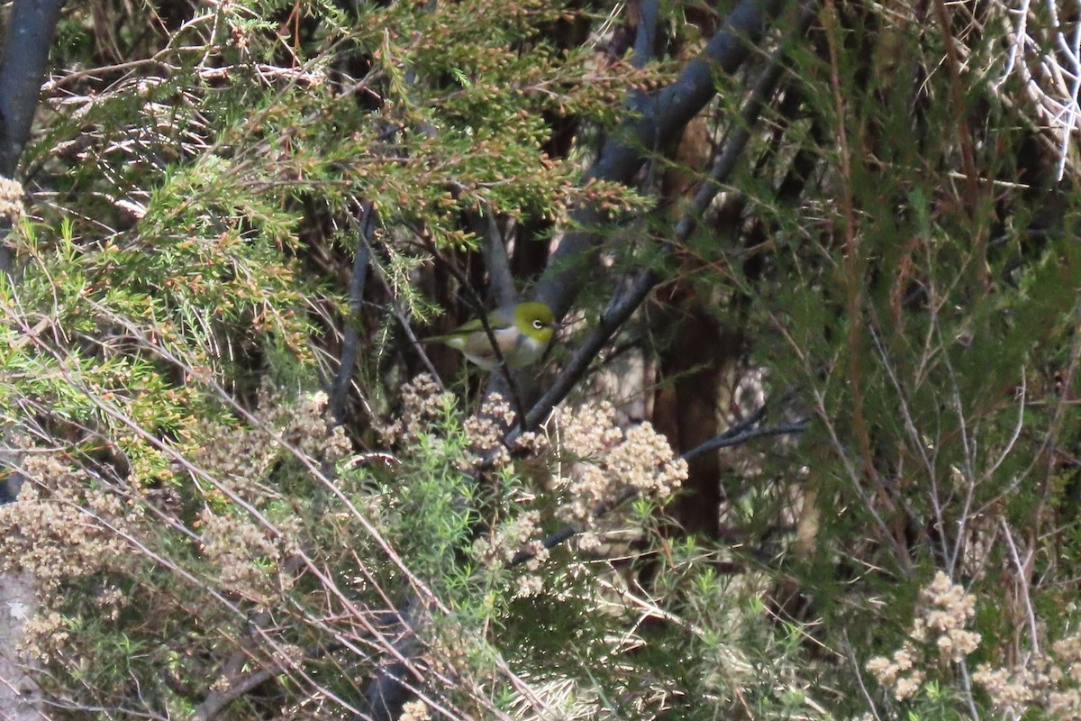 Graumantel-Brillenvogel - ML617169918