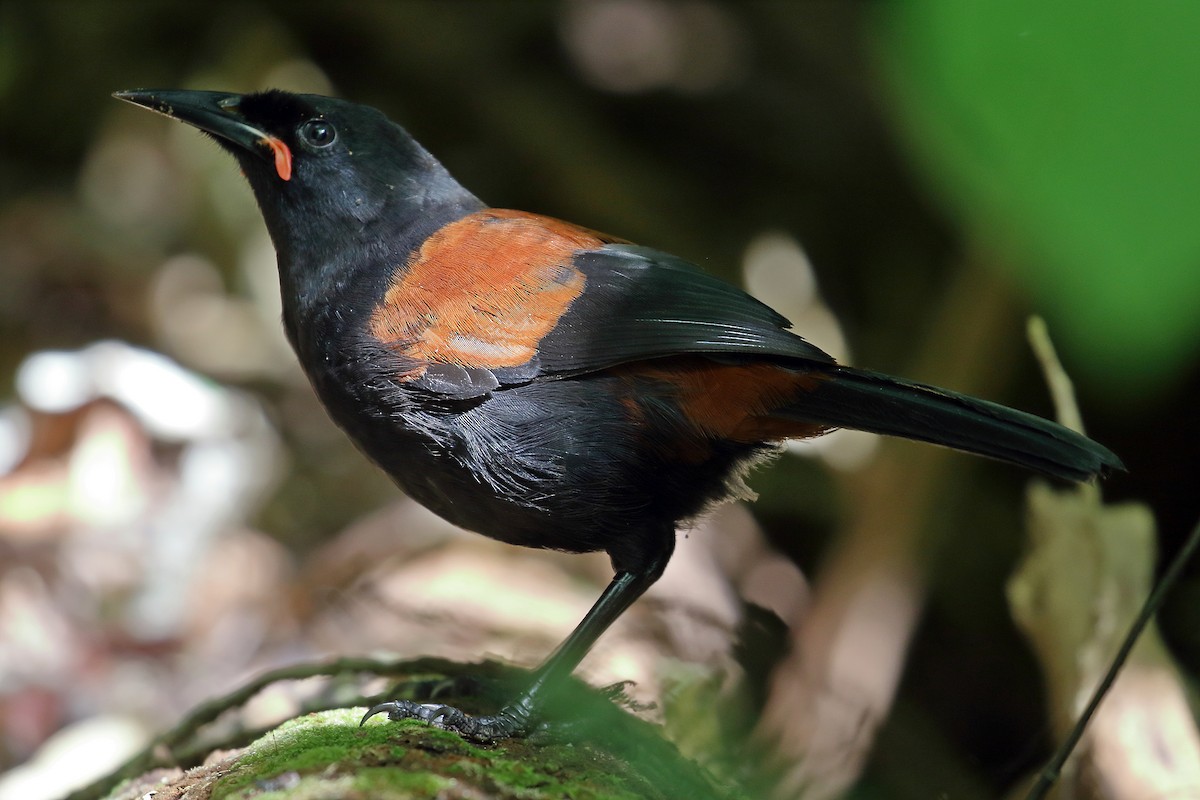 North Island Saddleback - Zbigniew Swiacki