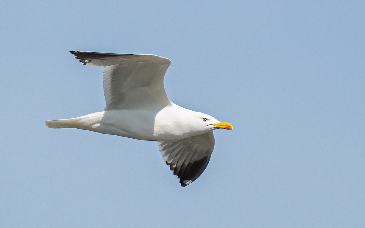 Yellow-legged Gull - ML617169937