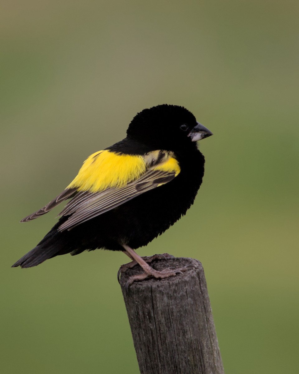 Yellow Bishop (Yellow) - Cameron Blair